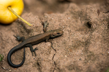 Garden lizard on the sand close up