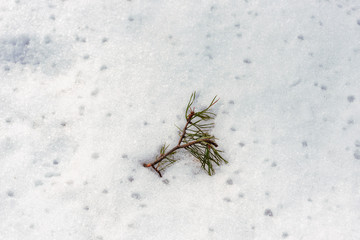 Abstract background with pine branch on melting snow