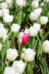Common Tulipa Liliaceae Tulip