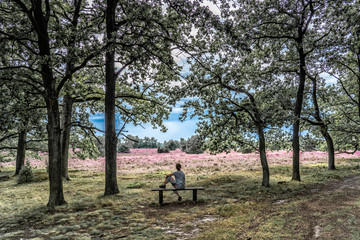 Fototapeta premium senior woman enjoying the tranquillity of a landscape with blooming erica in the Luneburg heather near Wilsede Mountain, Niedersachsen, Germany, landscape