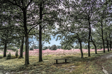 landscape with blooming erica in the Luneburg heather near Wilsede Mountain, Niedersachsen, Germany, landscape