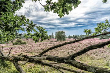 landscape with blooming erica in the Luneburg heather near Wilsede Mountain, Niedersachsen, Germany, landscape