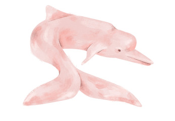 Brazilian animal and folklore (Boto cor de Rosa, Inia geoffrensis). Pink dolphin illustration. Isolated on white background.