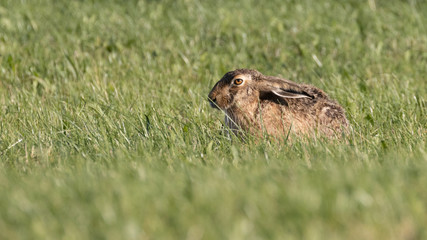 Rabbit (Lepus europaeus) sitting in green grass