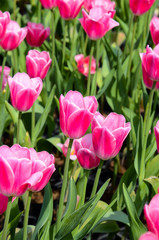 Common Tulipa Liliaceae Tulip