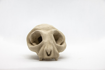 A cat skull in a white background
