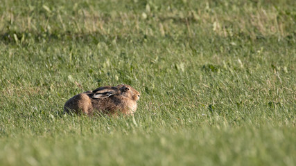 Rabbit (Lepus europaeus) sitting in green grass