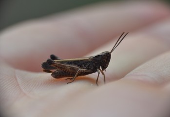 Side view of small blackish brown grasshopper on hand.