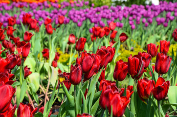Common Tulipa Liliaceae Tulip