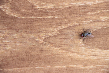 on brown board with black fly pattern