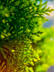 Abstract foliage background with green leaves.Copy space for text.Natural organic backdrop.Vertical banner.