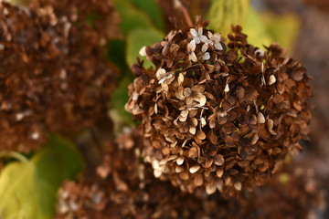 Autumn hydrangea flower. Faded hydrangea flower in the garden. Hydrangea macrophylla; Hortensia.