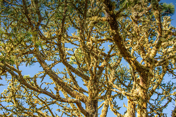 California Trees, Pacifica, CA