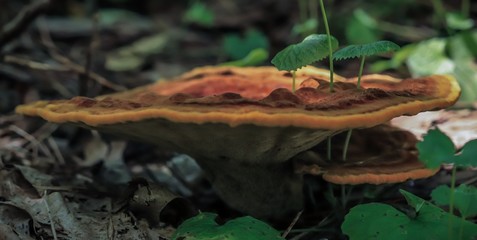 Stems growing through fungi in the forest
