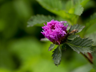 Brazilian Button Flower in a showy blue-purple color, selective focus