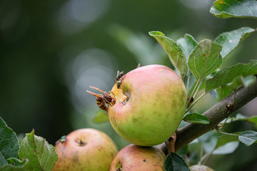 Giant hornet and flies eating a ripening apple