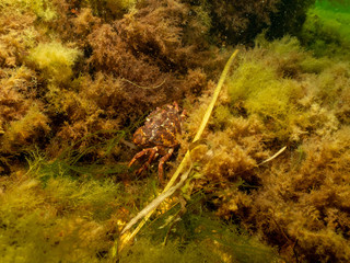 A closeup picture of a crab underwater. Picture from Oresund, Malmo in southern Sweden.
