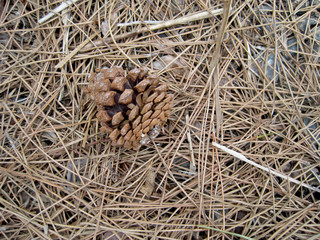 Pine cone on a dead leaf