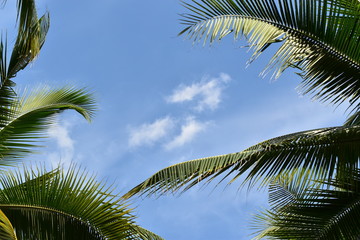 Fototapeta premium Sunny spring meadow with daisies. Horizontal natur background with short deep of focus and bright bokeh. Concept for ecology and leisure with space for text