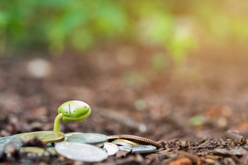 Growing Plant On Coins Money - Investment Concept