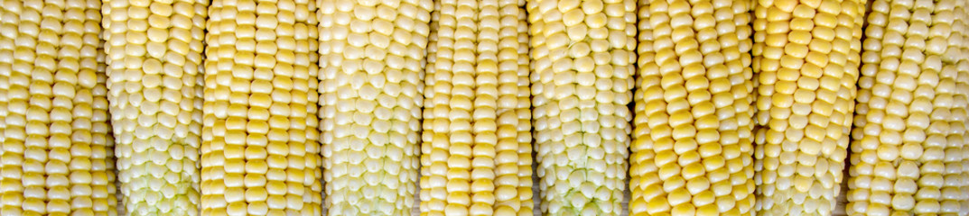 fresh harvest of corn of an even row