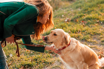 Golden retriever dog sitting give a paw to owner. Training the dog, woman with her dog yellow...