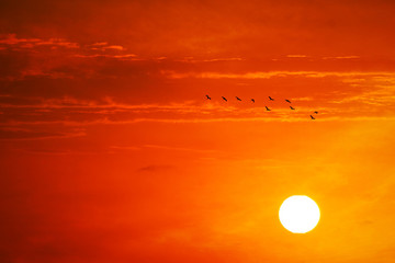 sunset on evening orange red dark cloud on the yellow sky and ten birds flying