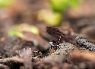 common house  Mosquito on ground.Female Aedes mosquitoes that feed on blood and carry dengue fever