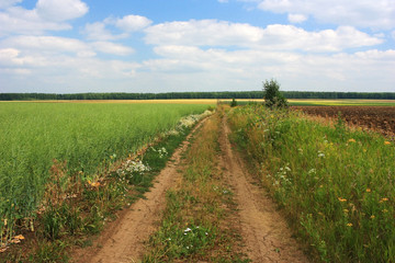 Fototapeta na wymiar Country road in a green field