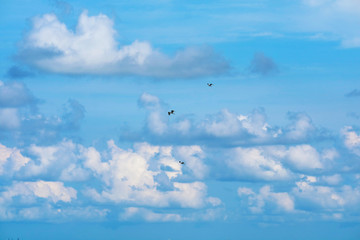 three bird flying on clear blue sky heap white cloud