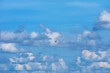 Two bird flying on clear blue sky heap white cloud and sunlight