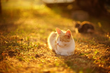 ginger white cat rest in sunny garden at summer