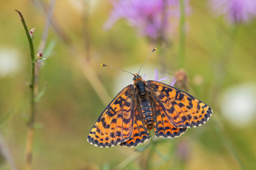 Spotted Fritillary butterfly - Melitaea didyma, beautiful shinning butterfly from European meadows and grasslands, Havraniky, Czech Republic.