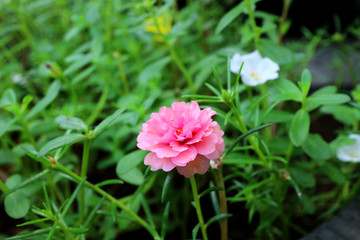 pink and white flower