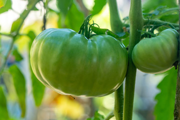Tomatoes in the garden. Green tomatoes growing on the bush