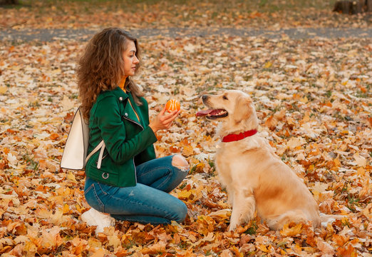 Obedient golden retriever dog with his owner practicing paw command. Happiness and friendship. pet and woman. Autumn color