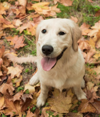 Closeup portrait of white retriever dog looking at camera in autumn background. Dog on autumn leaves. Banner