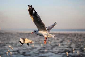 sunset sky and seagull flying on the coast