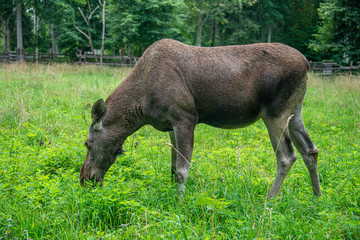 Naklejka na ściany i meble elk cow in protected park areal in Estonia