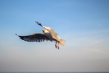 sunset sky and seagull flying