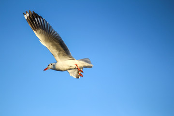 sunset sky and seagull flying