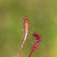 Close-up of Carnivorous plant in Laahemaa National Park, Estonia