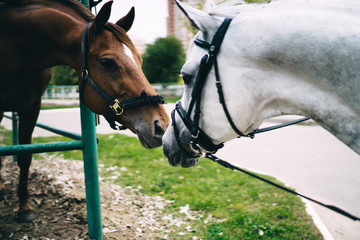 Two beautiful thoroughbred horses touching noses in friendship feeling sadness in countryside captivity, obedient mare and stallion champions in bridle communicating in paddock of country club - obrazy, fototapety, plakaty
