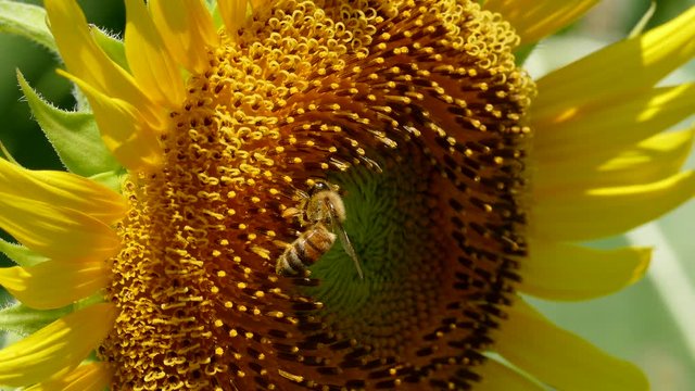 Close up Sunflowers and flying bee in Tokyo, Japan.
