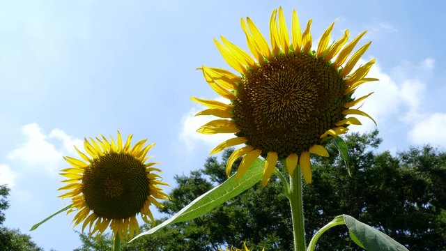 Sunflower and blue sky in Tokyo, Japan.