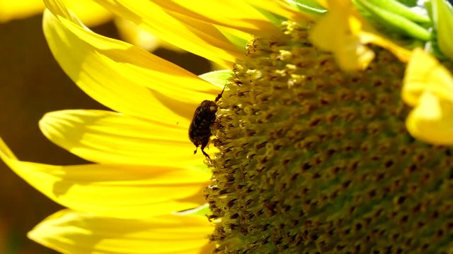 Close up of a sunflower and a bug in Tokyo, Japan.