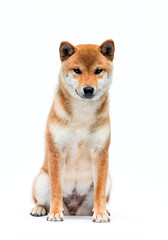 shiba inu dog sitting on a white background