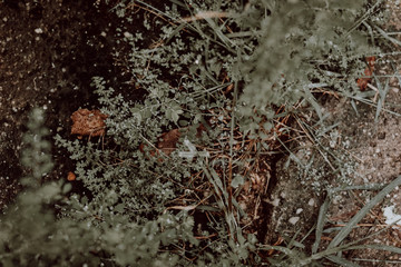 water drops on the grass