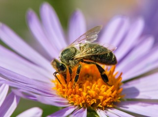 bee or honeybee in Latin Apis Mellifera on flower