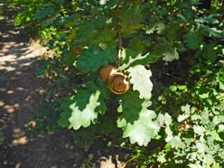 Nature, Gall Wasp